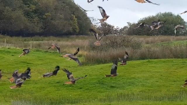 Red Kites at Gigrin Farm Red Kite Centre смотреть онлайн
