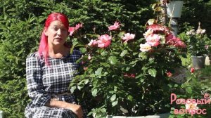 Роза Алиссар, Принцесса Финикийская  Первое цветение