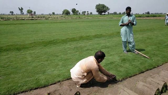 Korean Grass farm Pakistan ph no. +923007478898. +923454643342.(WhatsApp no.+923007478898) смотреть онлайн