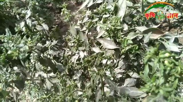 गुरचा रोग | Leaf Curl Disease | पत्ती चुरुण मुरुण रोग | पत्ती मुड़ने वाली बीमारी | By Krishi Gyan смотреть онлайн