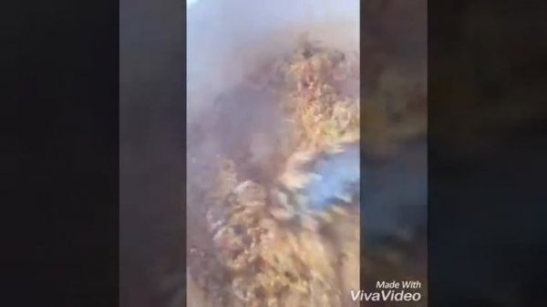 Պասուց տոլմա (Ձավարով )