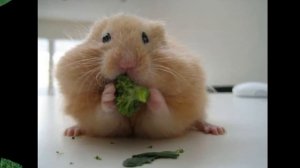 hampton the hampster - the official hamster dance song