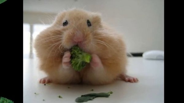 hampton the hampster - the official hamster dance song