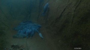 Зимовальная яма в пруду с карпами. Подводная съёмка