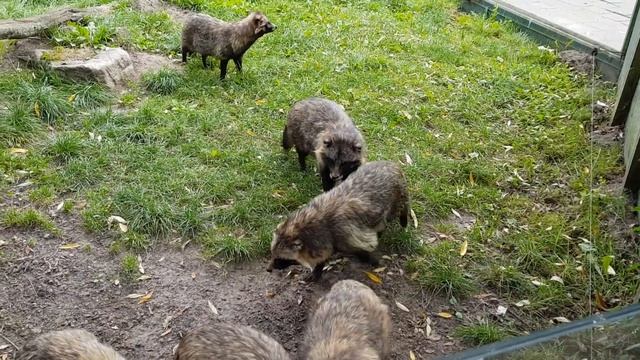 Noisy Raccoon Dogs смотреть онлайн