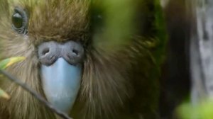 Не умеет летать! Какапо-очень милый и редкий попугай!