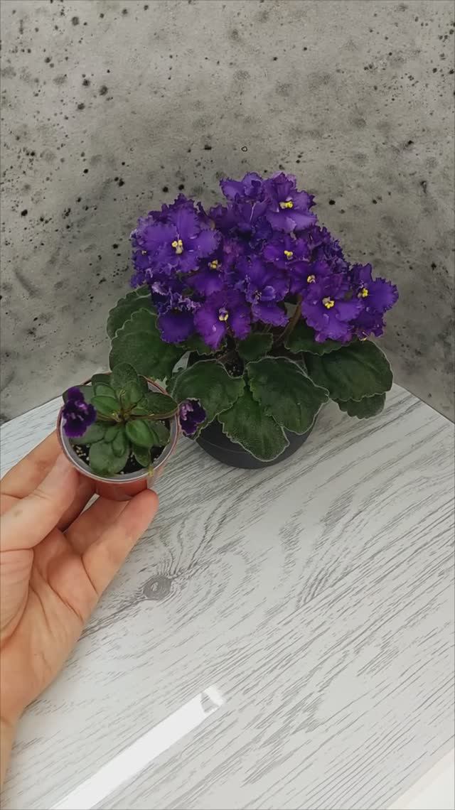 Фиалки ЛЕ-Константин и Hunter's Black Talon