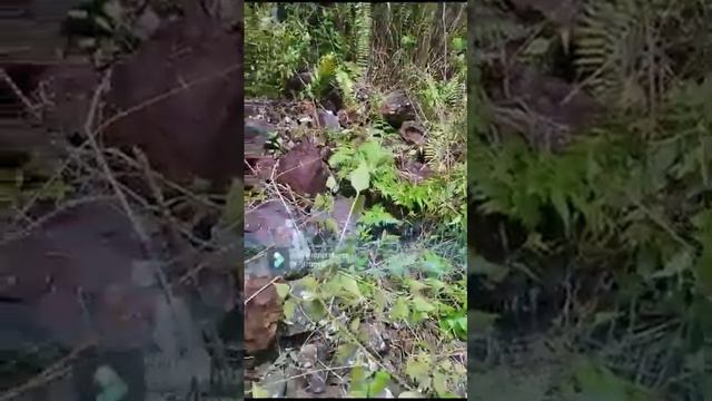 batu mangan 10 hektar di lelang смотреть онлайн