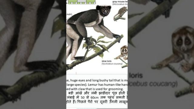 Facts About Lemur