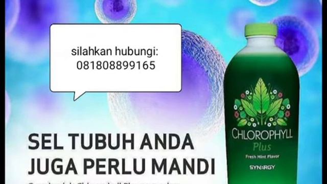 Chlorophyll Plus Synergy [WA 081808899165] смотреть онлайн