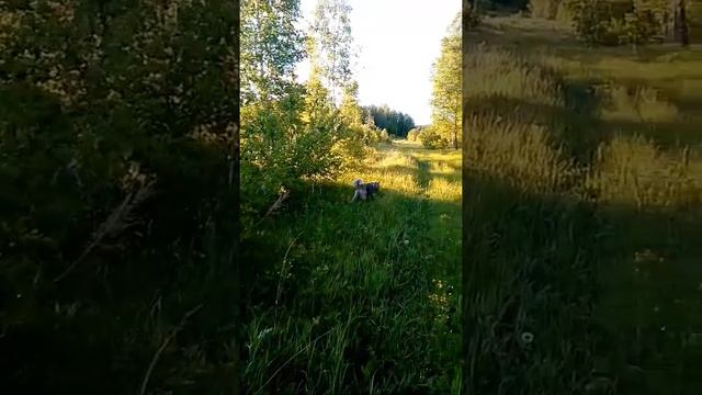 Умка в лесу