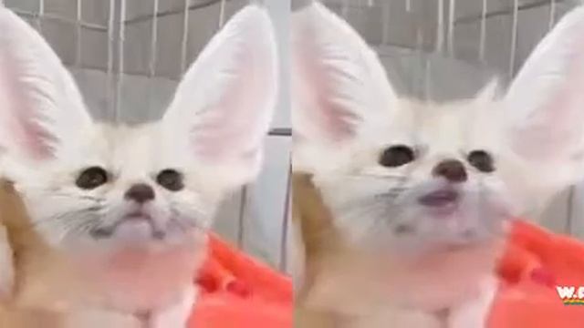 Singing Fennec Foxes смотреть онлайн