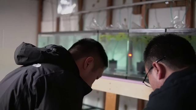 UNBOXING FANCY GUPPIES FROM THAILAND смотреть онлайн