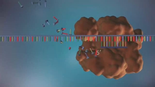3D ANIMATION OF DNA REPLICATION (DNA TO DNA ) смотреть онлайн