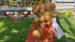 Измеряем сахар в винограде. Часть 1