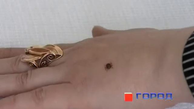 Открыт сезон клещей смотреть онлайн