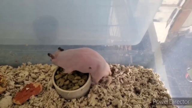 Harry And Pip смотреть онлайн