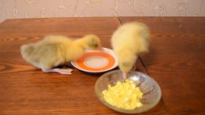 Маленькие гусята кушают и пьют воду