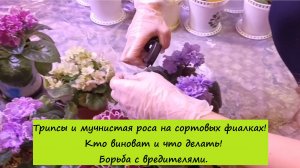 Трипсы и мучнистая роса на сортовых фиалках! Кто виноват и что делать! Борьба с вредителями!