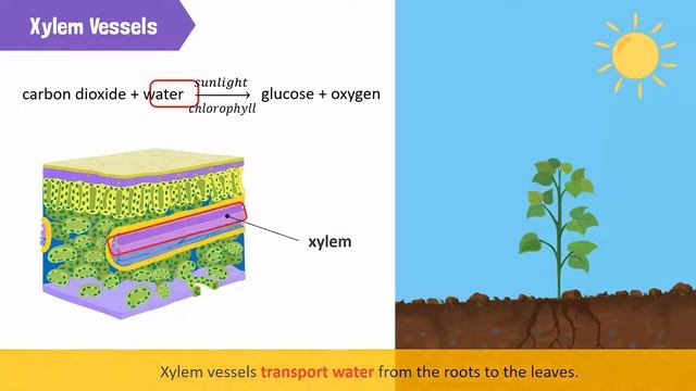 Describe The Internal Structure Of A Leaf, And Its Role In Photosynthesis
