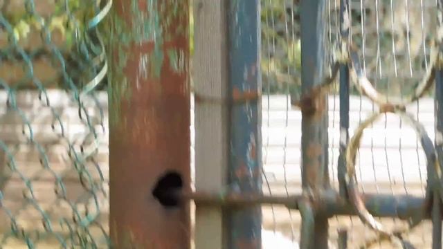 Лазоревка(Cyanistes caeruleus). смотреть онлайн