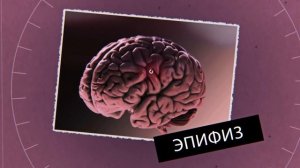 Гормоны. На страже здоровья. Большой скачок