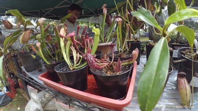 Florina 2016 ( Pameran Flora & Fauna Indonesia )