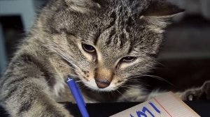 Письмо кота,на деревню бабушке