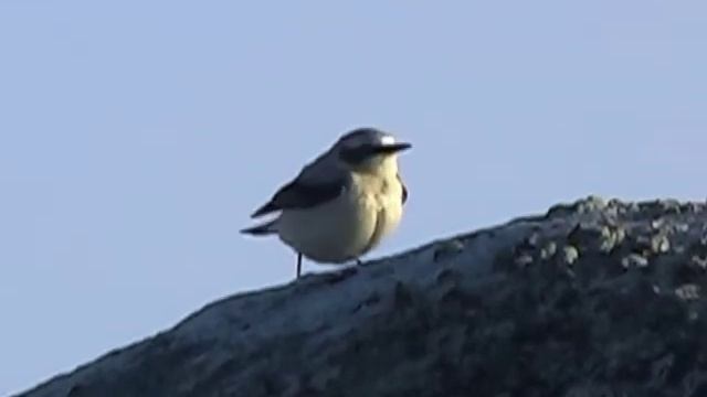 Oenanthe oenanthe смотреть онлайн