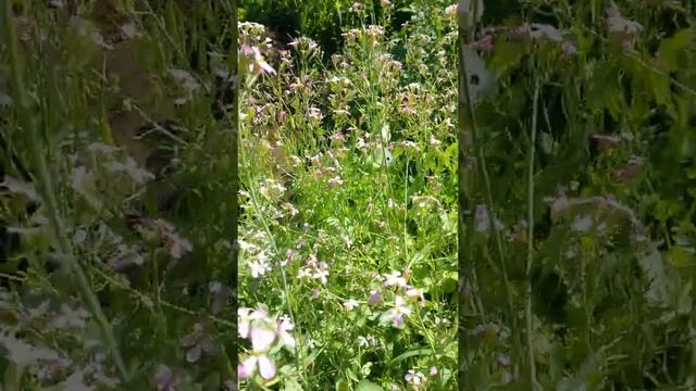 Почему-то цветки редиса любят эти бабочки и их много Двадцать Шестого Июня смотреть онлайн