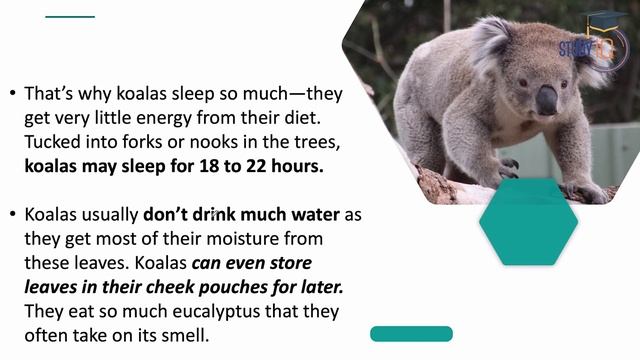 Are koalas going extinct? | Environment and Ecology for UPSC смотреть онлайн