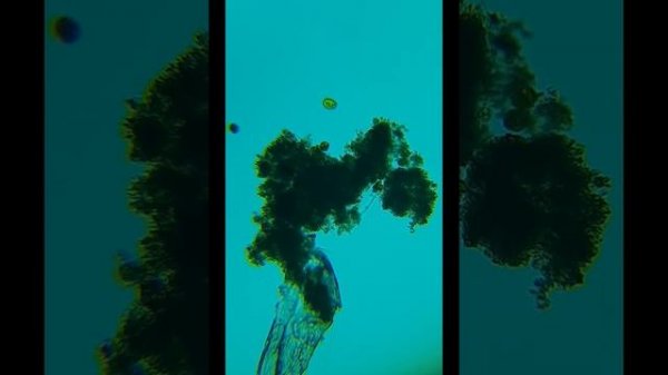 Динофлагеляты