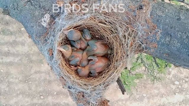 Black drongo 4 cute babies#birds #feeding @BirdsFans5 смотреть онлайн