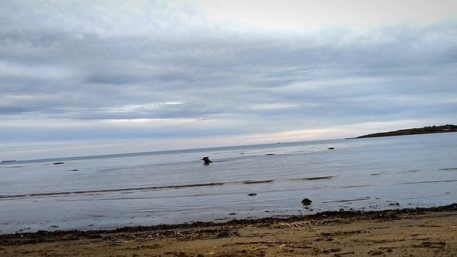 Штиль собачий