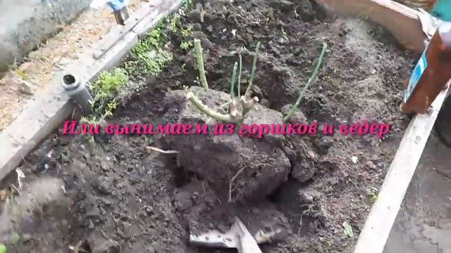 Розы пора отправить на зимовку. смотреть онлайн