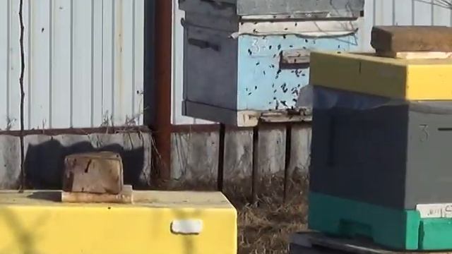 Выставка пчёл при +3 смотреть онлайн