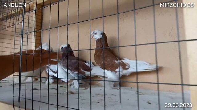 Andijon Soy Kabutar Bozori Андижон сой кабутар бозори  Pigeons 29-iyun, 2023