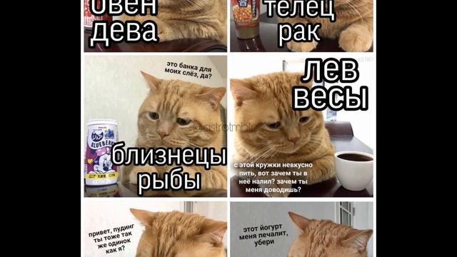 Мемы с котами смотреть онлайн