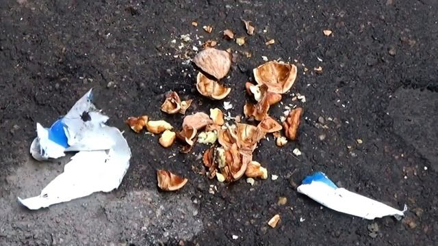 Вороны-Самые Умные Птицы смотреть онлайн