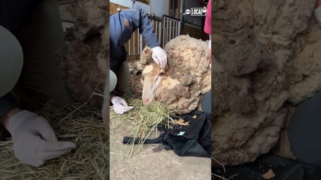 Neglected sheep is rescued with 88lbs of extra wool смотреть онлайн