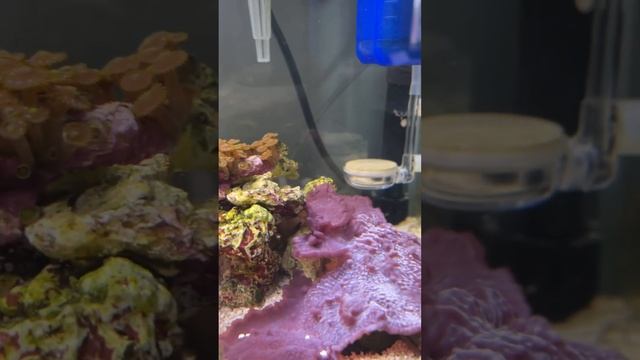 Mini-reef tank смотреть онлайн