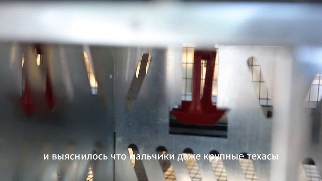 Производство клеток для селекции перепелов смотреть онлайн