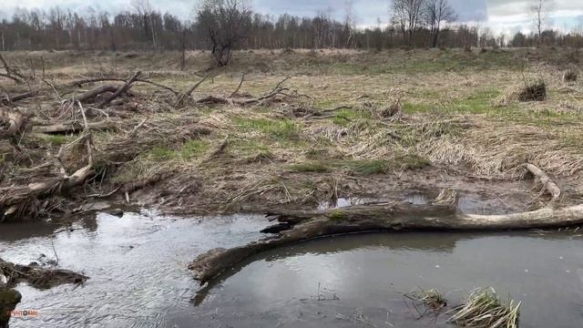 Весенний поиск на урочище с металлоискателем Nokta Legend