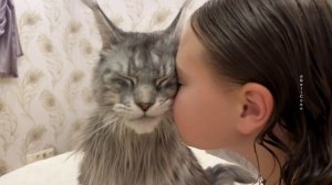 Как мурлычит Мейн-Кун💙