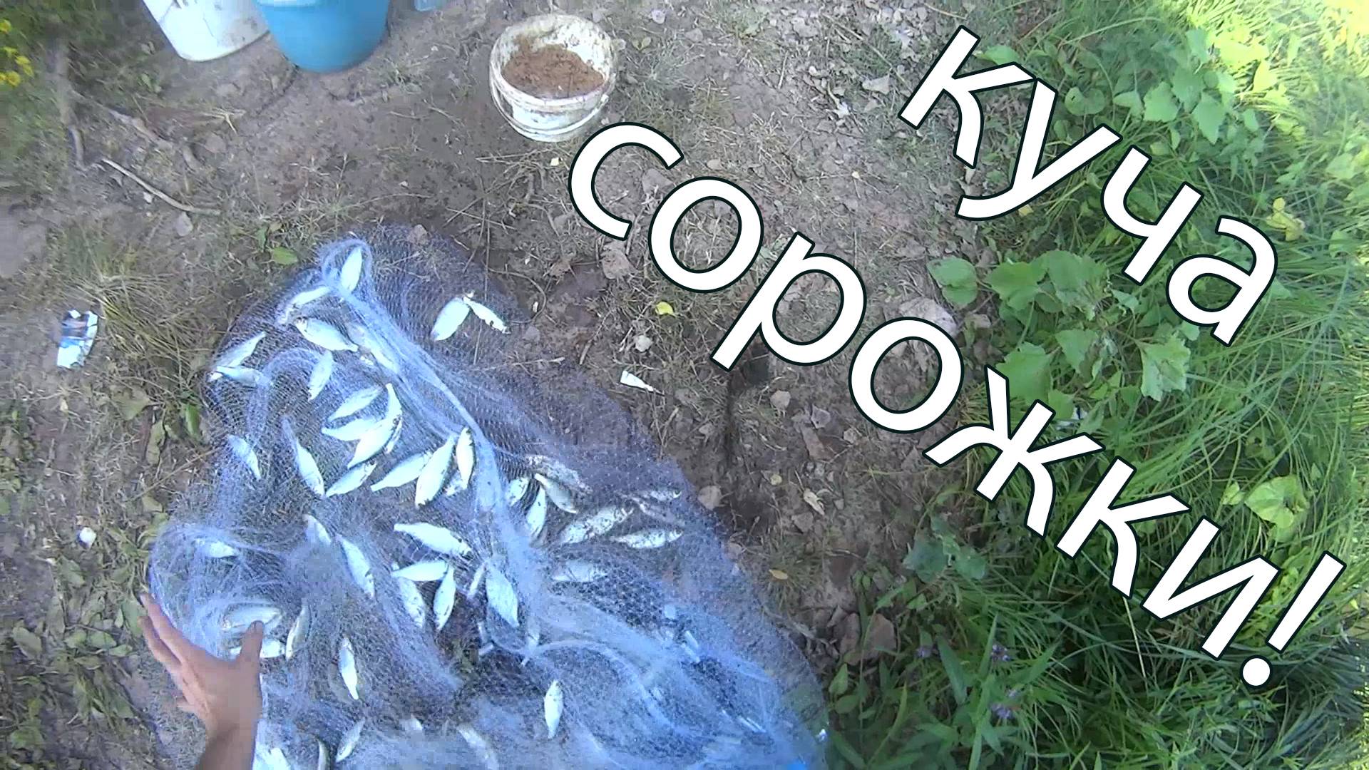 Рыбалка на кастинговую сеть! Плотвы как в море! смотреть онлайн