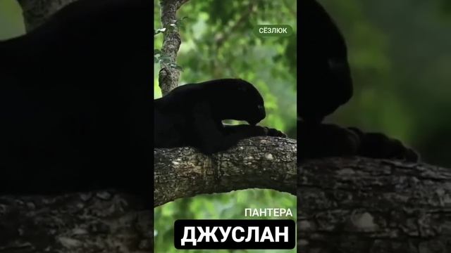 Пантеру на Карачаево-Балкарском языке называют "Джуслан". смотреть онлайн