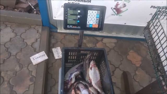 Клевое Место д. Савельево. Уловы с 1 сектора! смотреть онлайн