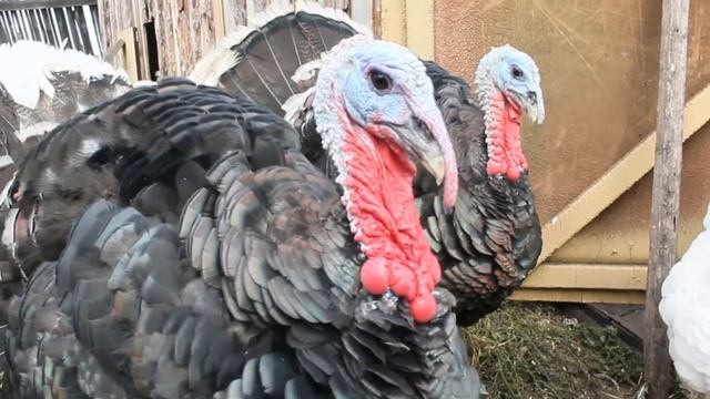 Индюки смотреть онлайн