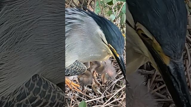 The green egret feeds the birds and drops a pile of small fish绿鹭喂小鸟，掉下一堆小鱼 смотреть онлайн