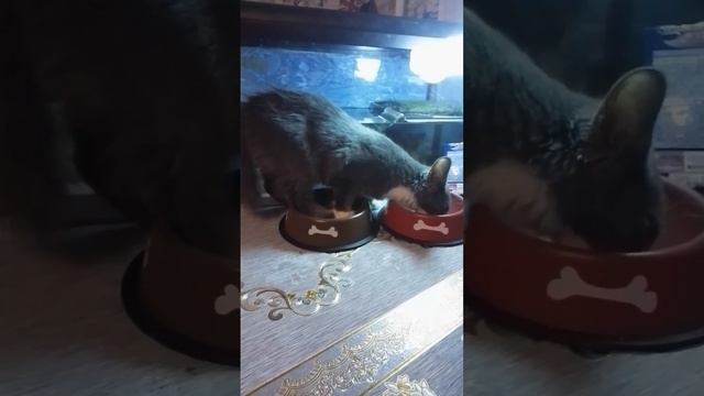 Есть по русски)#котята #cat смотреть онлайн